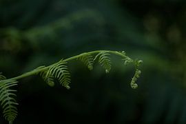 Varen van Marlonneke Willemsen