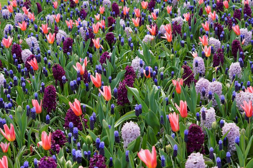 Bloemenzee par Dick Carlier