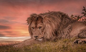 Leeuw liggend op savanne tijdens zonsondergang van Wildlife Designs