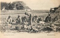 Harvesting potatoes on Terschelling on old postcard from 1904
