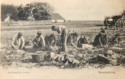 Aardappelen rooien op Terschelling op oude ansichtkaart uit 1904