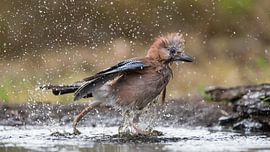Gaai die tijdens de warme zomerdag een bad neemt en daar al spetterend uit rent by Jan Jongejan