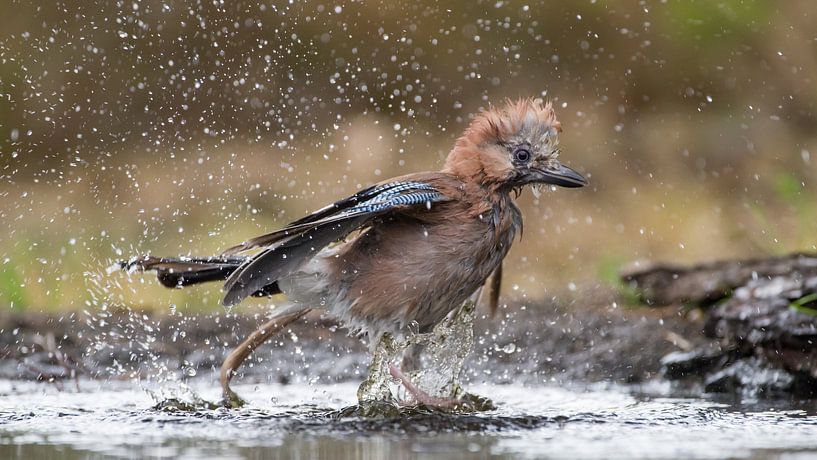 Gaai die tijdens de warme zomerdag een bad neemt en daar al spetterend uit rent von Jan Jongejan