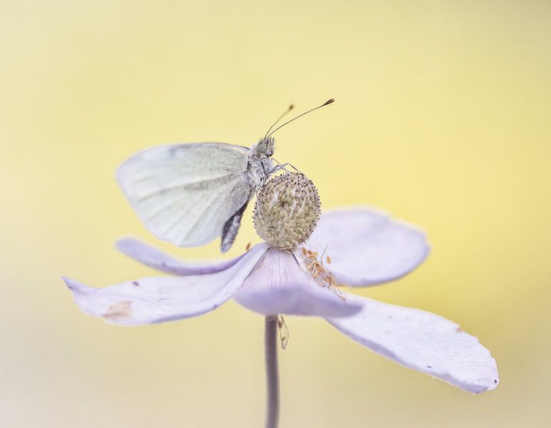 Romantic butterfly by natascha verbij