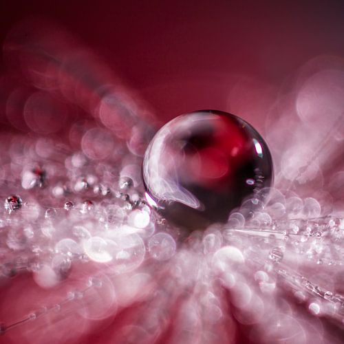 Waterdruppels op een pluisje