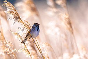 Bruant des roseaux, Emberiza schoeniclus, oiseau dans le r sur Sander Meertins