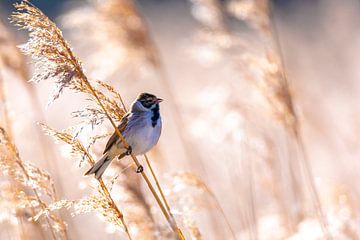Singing common reed bunting, Emberiza schoeniclus, bird in the r by Sander Meertins