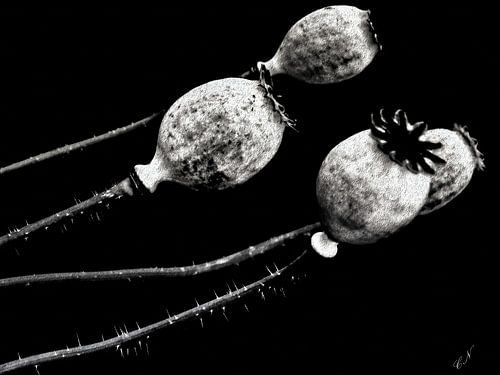 Poppy Acht