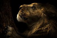 Tree Hugging Lion