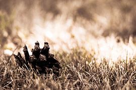 Beauty of nature by melissa demeunier