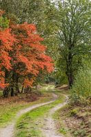 Herbstliche Farben entlang des Weges