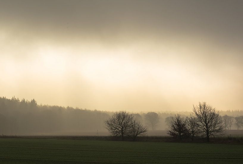 Forest edge in magical light. by René Jonkhout