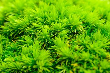 Grünes Moos auf dem Waldboden von Sjoerd van der Wal Fotografie