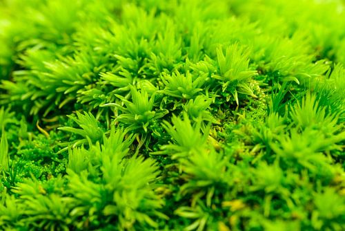 Groen mos op de bosgrond