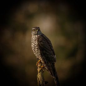 a sparrowhawk at the end of a winter's day. by Wouter Van der Zwan