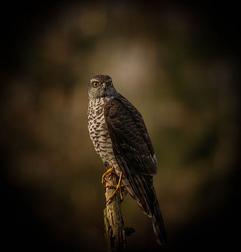 sperwer aan het eind van een winterse dag.