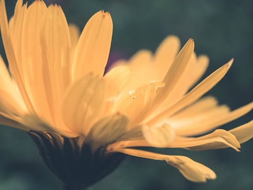Gele Bloem Close-up Macro Fotografie