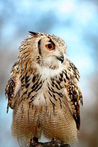 Oehoe met een scherpe blik