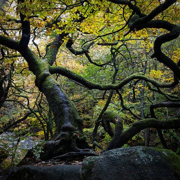 Gedraaide eikenboom, Padley Gorge, Engeland van Imladris Images