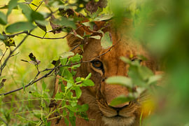 Lion d'Afrique jetant un coup d'œil à travers d'épais feuillages verts et des buissons sur Johannes Jongsma