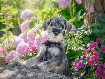 Standard Schnauzer Puppy in a Flowering Garden