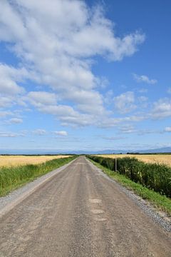 A country road in summer by Claude Laprise