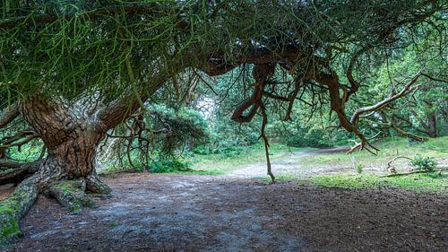 Den in kleur Mantingerzand