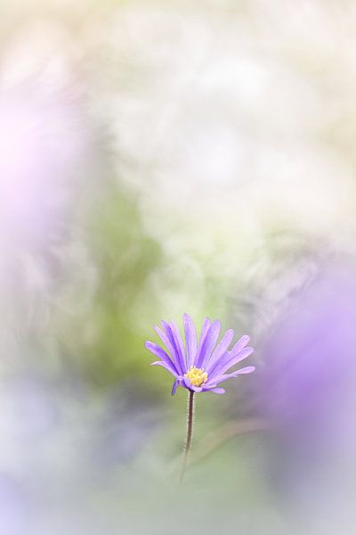 Few see the flowers by Bob Daalder