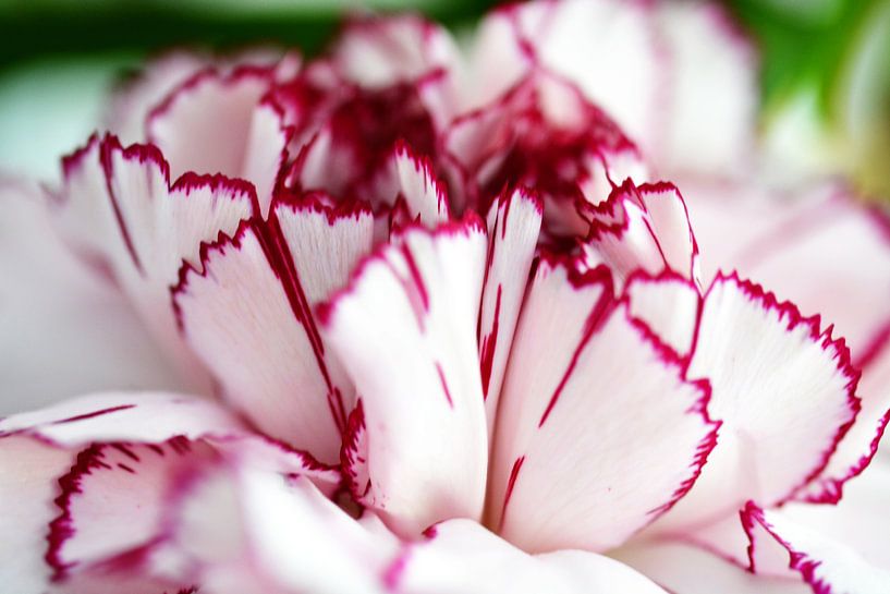 Carnation by FotoGraaGHanneke