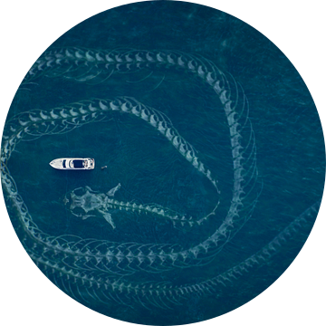 The sea serpent van Elianne van Turennout