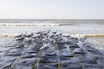 Möwen auf dem Wellenbrecher von Diederik Bailleul