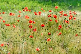 Mohnblumen auf einem Feld von martin slagveld