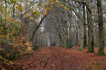 An avenue across an estate by Gerard de Zwaan