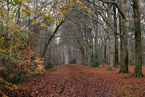 Een laan over een landgoed