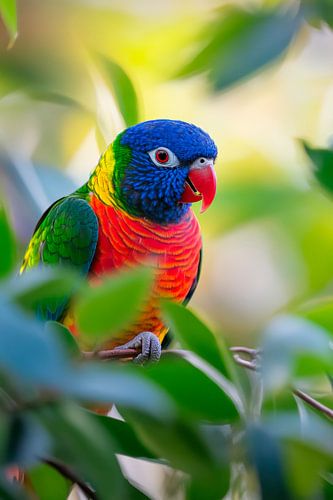 Perroquet coloré dans un arbre