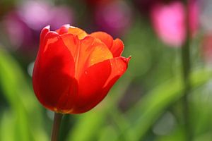 Tulipes au Keukenhof