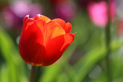 Tulpen in de Keukenhof