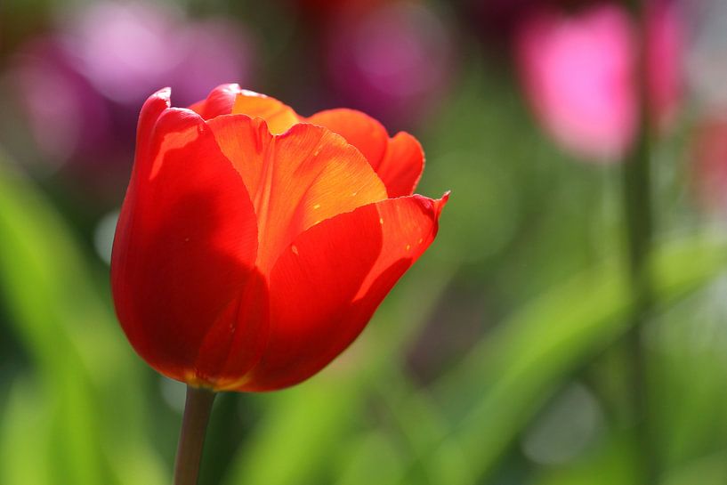 Tulpen in de Keukenhof van Antwan Janssen