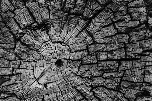 Boomstam in zwart-wit