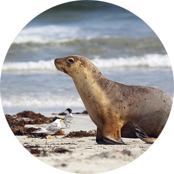 Australische zeeleeuw (Neophoca cinerea)