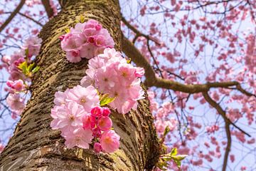 Het voorjaar begint met bloesem aan de bomen. van Els Oomis