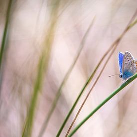 Papillon bleu commun (Polyommatus icarus) en train de polliniser gros plan sur Sander Meertins