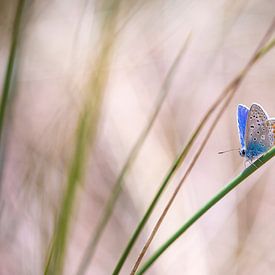 Common Blue butterfly (Polyommatus icarus) pollinating closeup by Sander Meertins