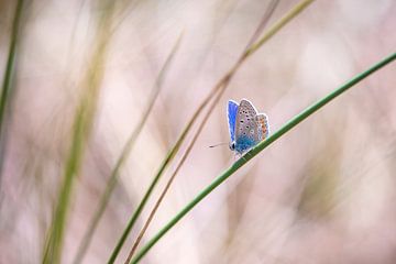 Papillon bleu commun (Polyommatus icarus) en train de polliniser gros plan
