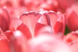 Close up of a pink tulip in the sun by Laura