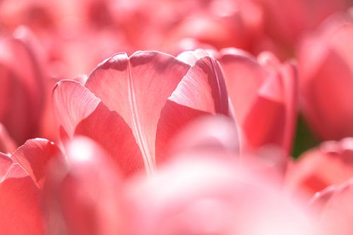 Close up of a pink tulip in the sun