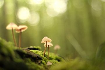 Mushrooms by Lisa Bouwman