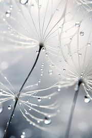 Drops On Dandelion No