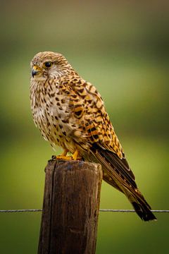 Kestrel by Koos de Vries