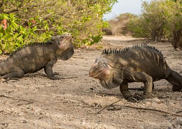 Male Antillean iguanas in battle by Thijs van den Burg